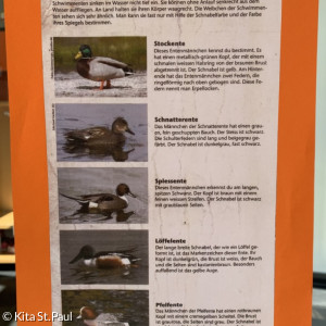 Infos zu Enten