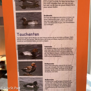 Infos zu Enten